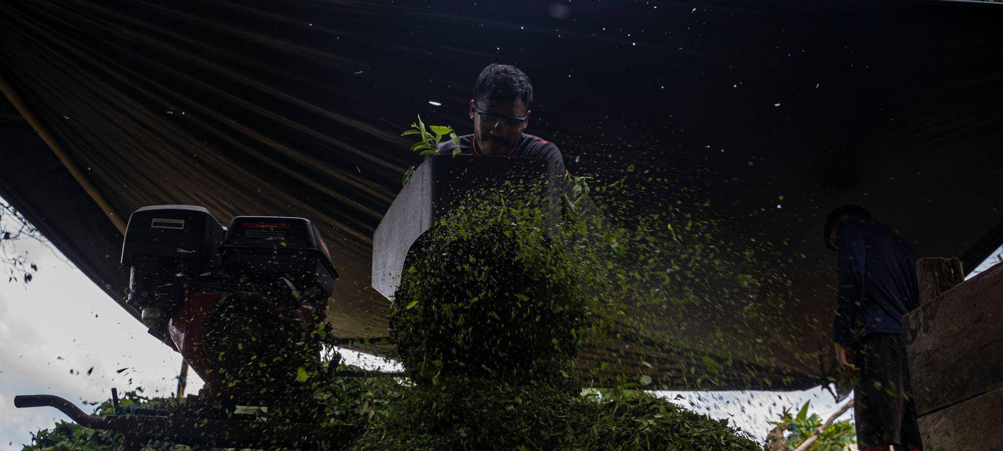 Koka: Anbau und Verarbeitung