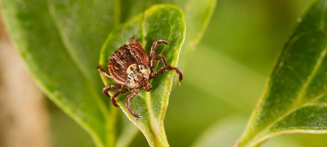 Zeckenbiss macht Matthias aus Breckerfeld zum Pflegefall