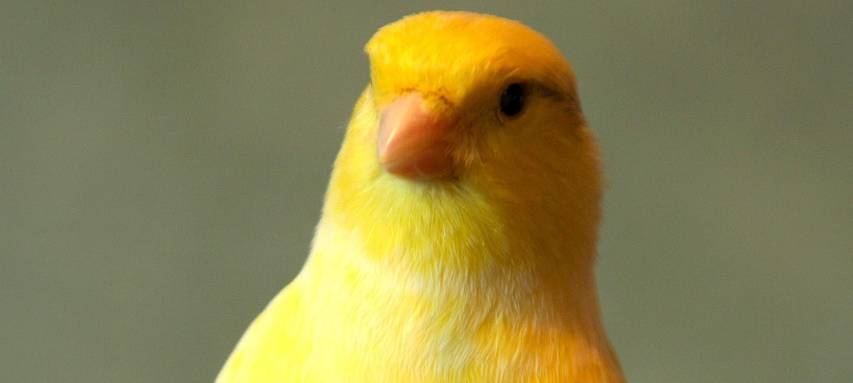 Ennepetal: Feuerwehr hilft Kanarienvogel