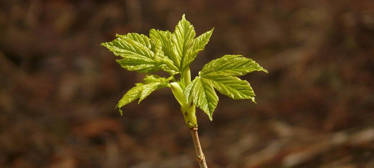 Witten: Versuchspflanzungen am Hohenstein