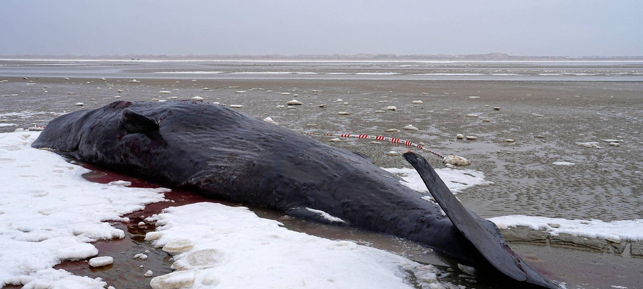Pottwal in Dänemark gestrandet