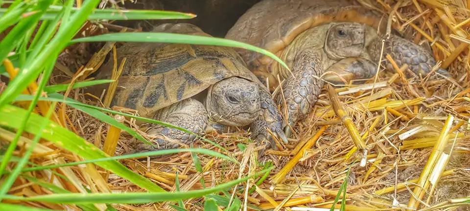 Schildkrötenhilfe Witten: Zuhause für über 200 Tiere