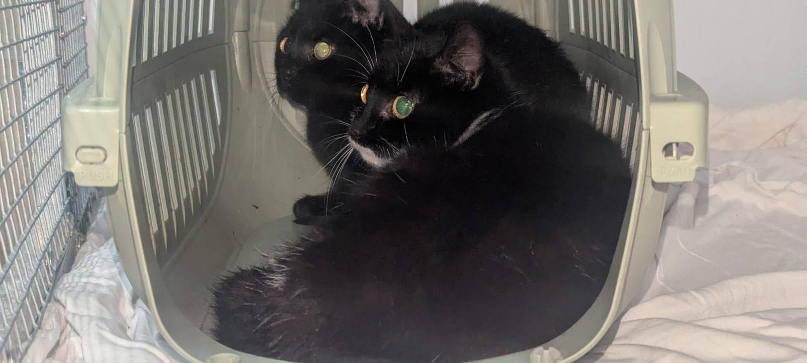 Katzen vor Wittener Tierheim ausgesetzt