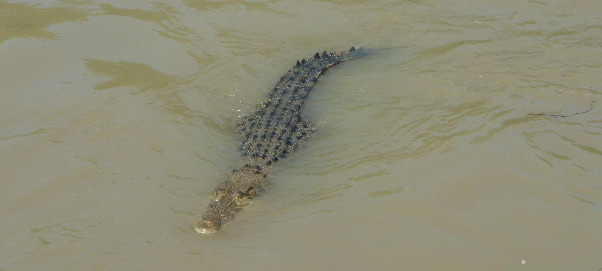 Krokodile im Northern Territory