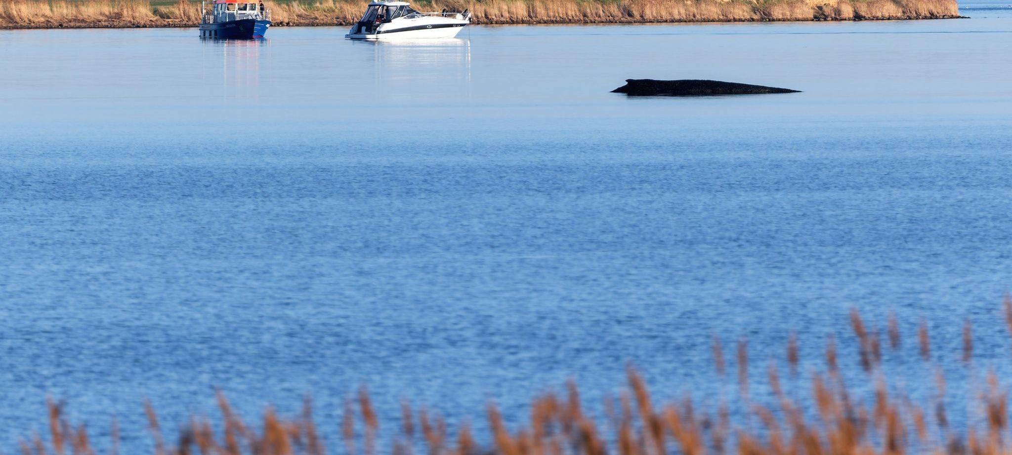 Buckelwal sitzt vor Insel Poel fest