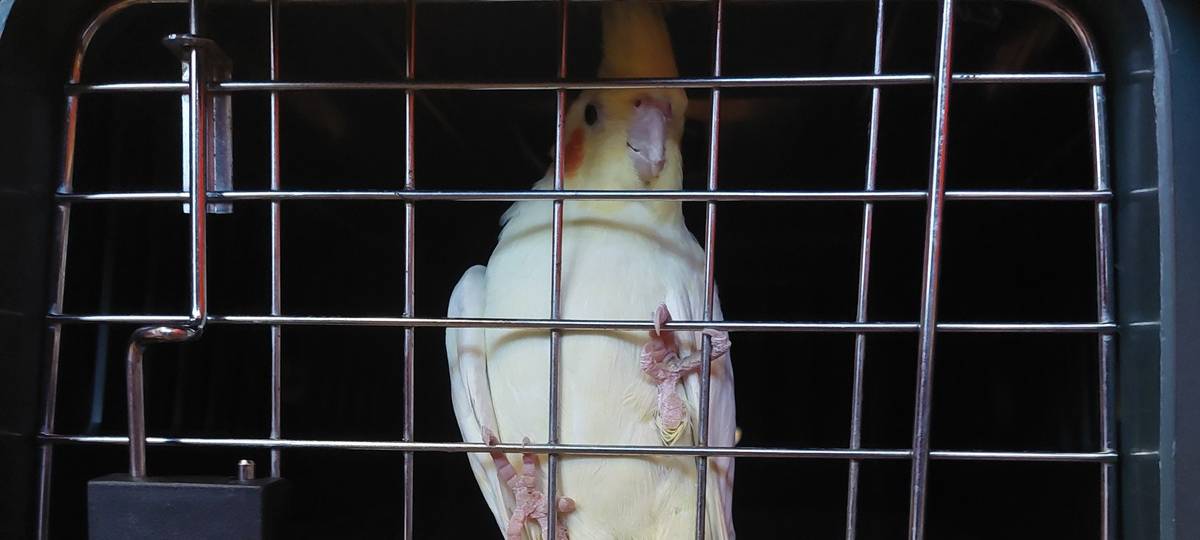 Vogel zu Gast in fremdem Wohnzimmer