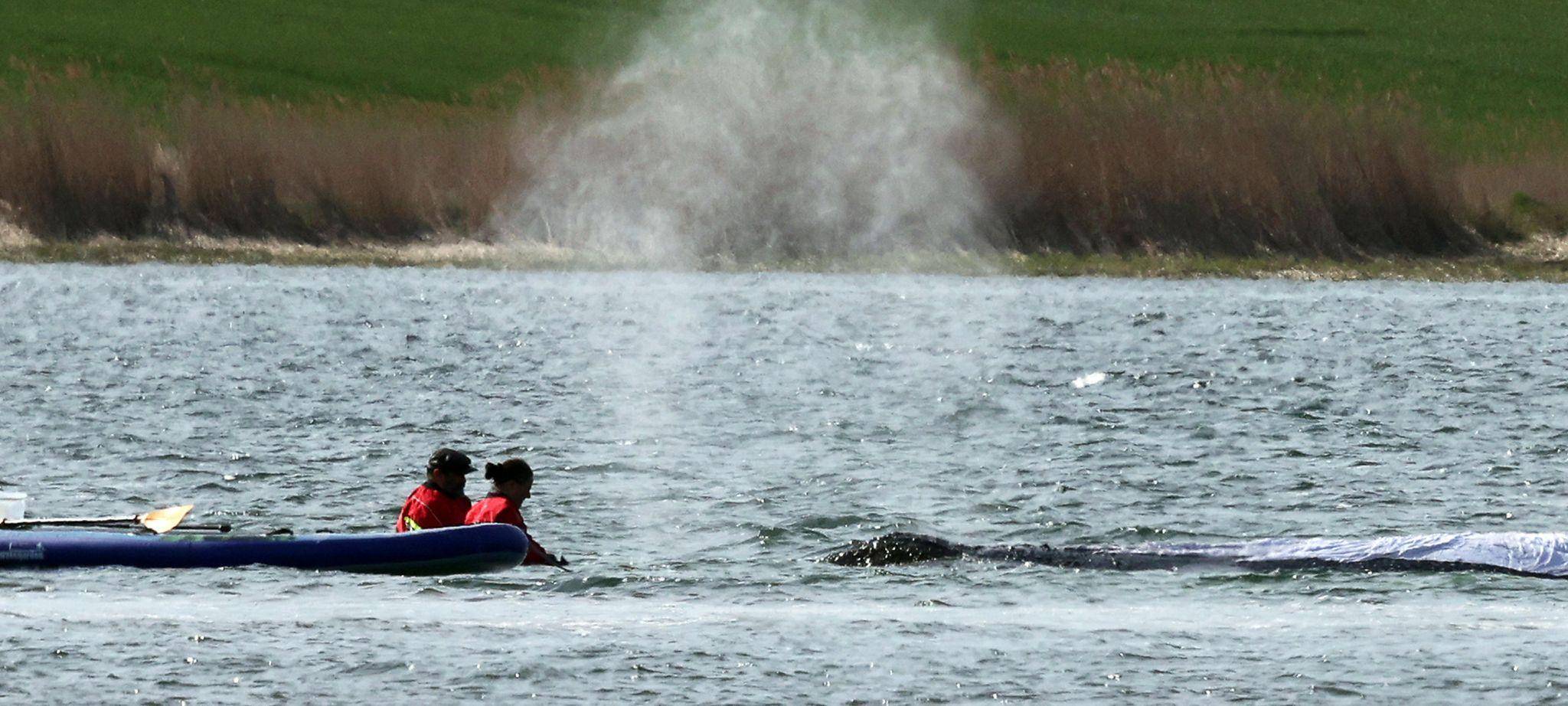 Weitere Entwicklung zum Buckelwal in der Ostsee