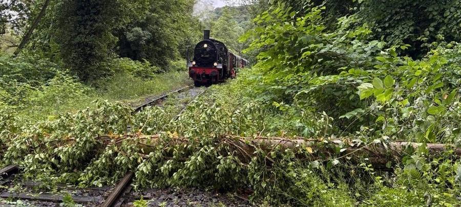 Baum hält Dampfzug auf