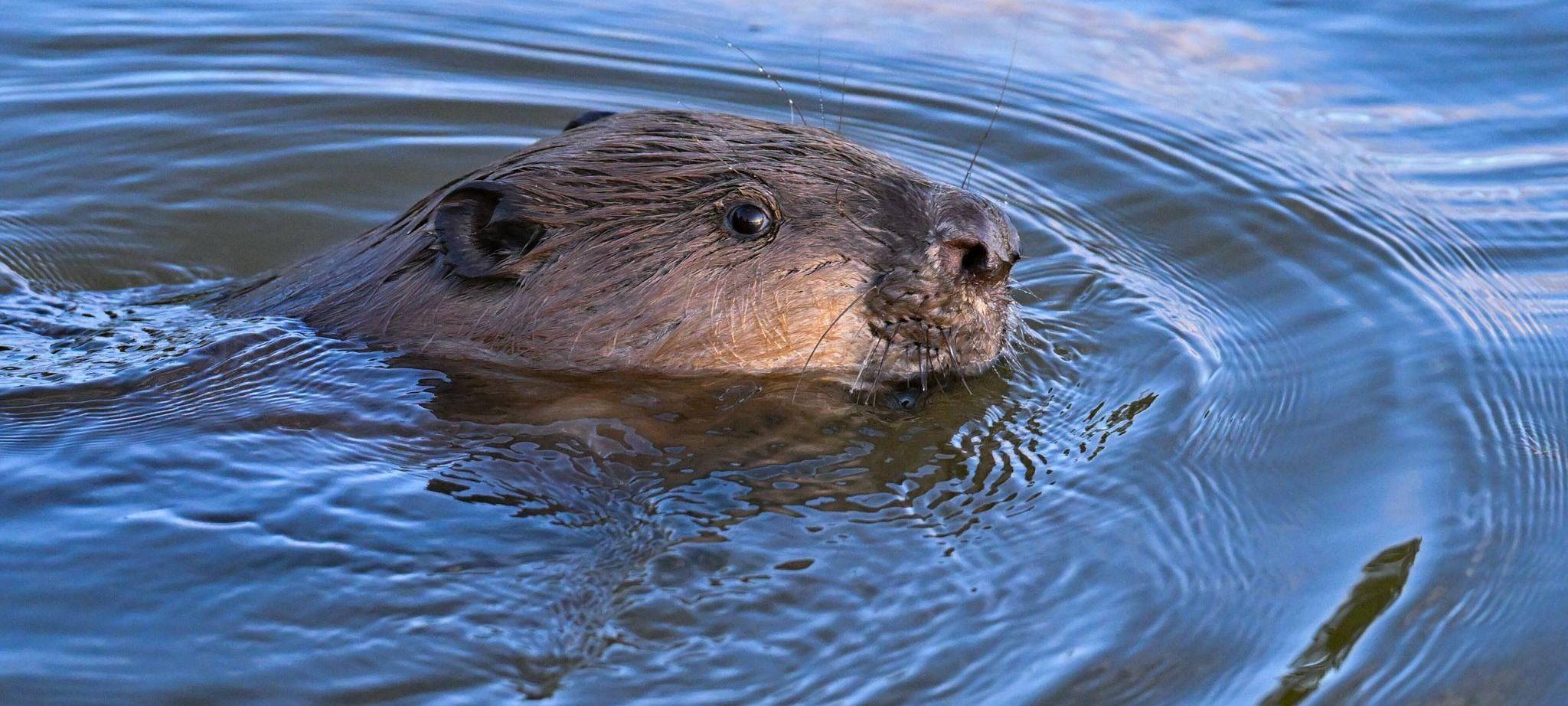 Ein Biber schwimmt im Grenzfluss Oder im Oderbruch