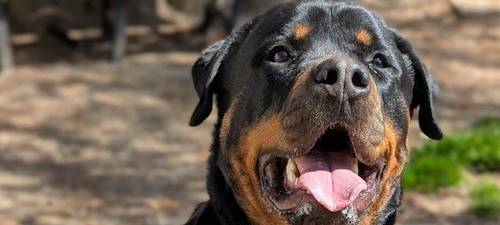 Viele Tiere warten auf ein neues Zuhause