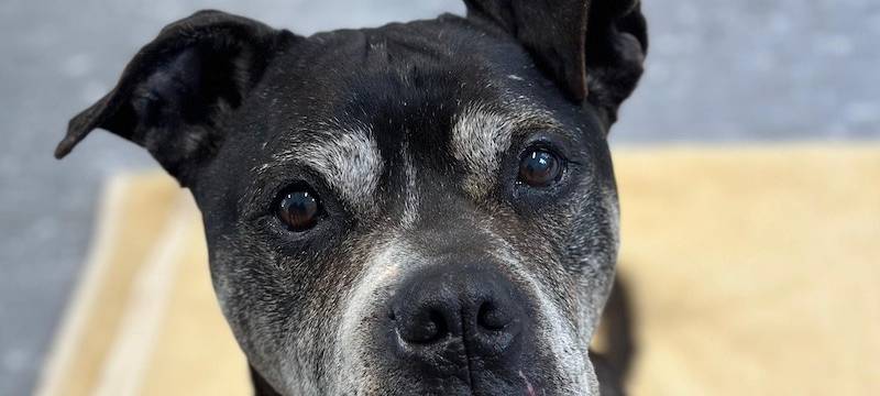 Viele Tiere warten auf ein neues Zuhause