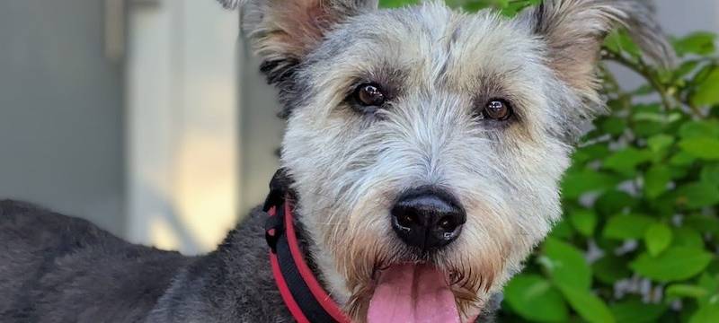 Viele Tiere warten auf ein neues Zuhause