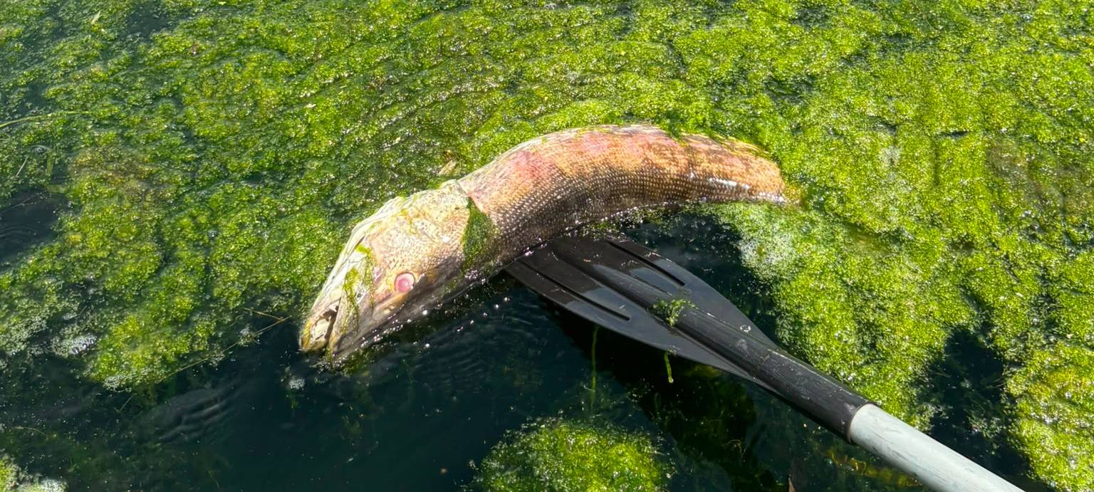 Viele tote Hechte im Kemnader See