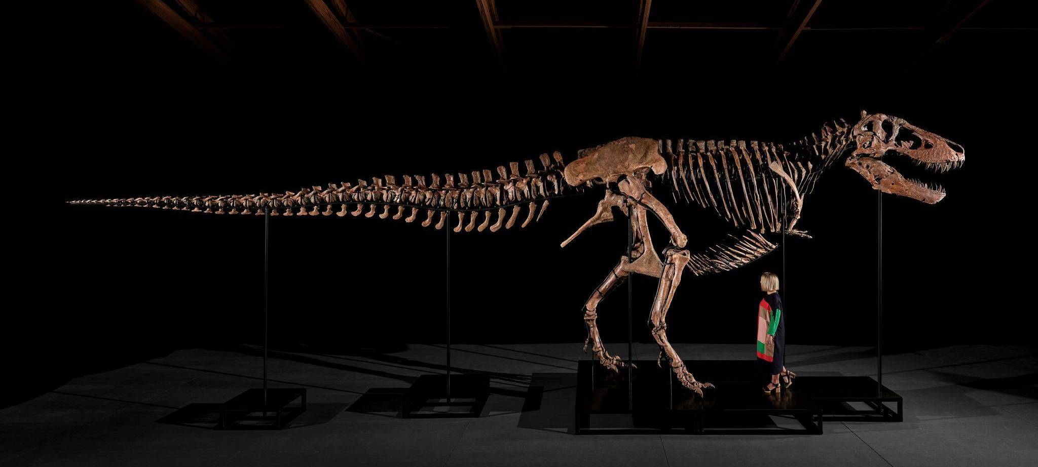 Auktion eines T-Rex-Skeletts