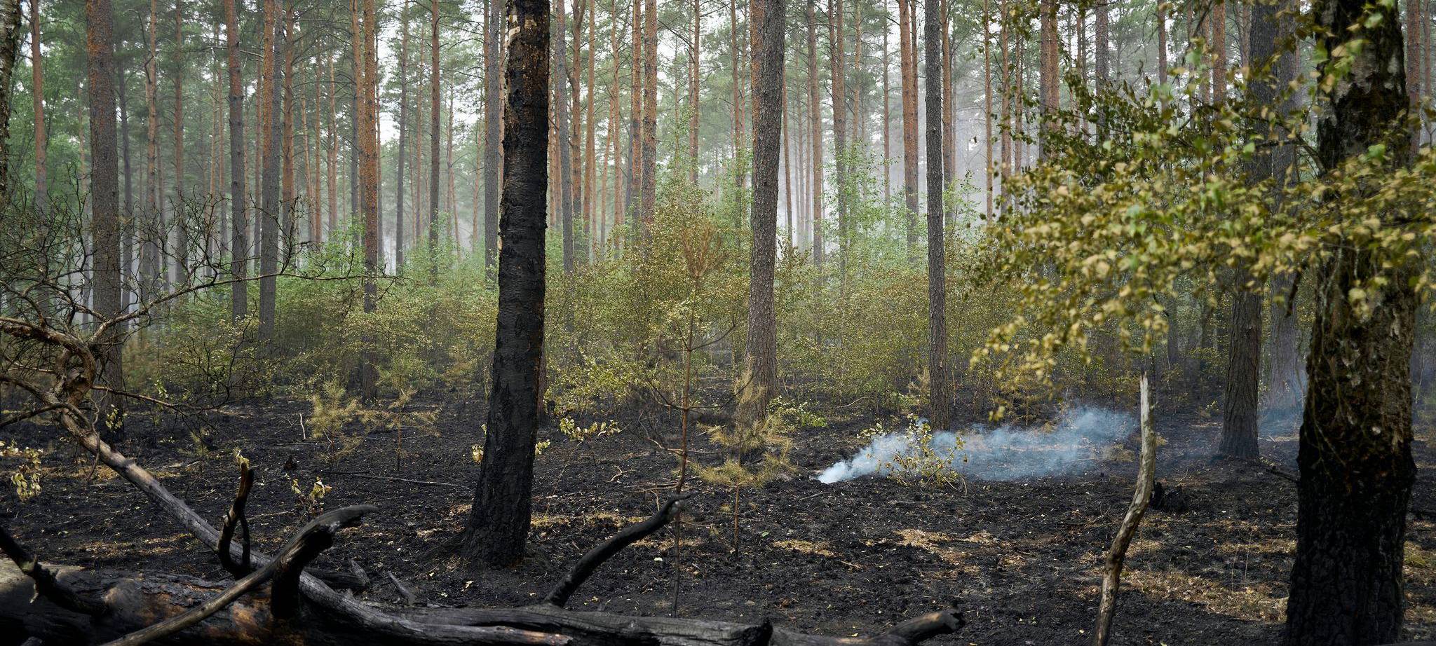 Weitere Entwicklung beim Waldbrand im Müritz-Nationalpark