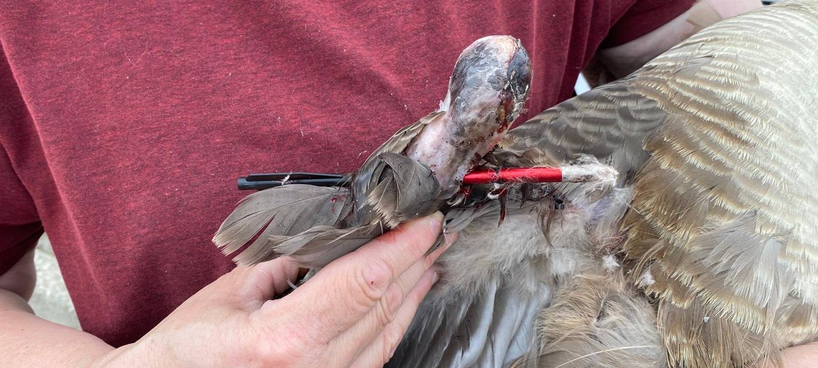 Armbrust-Angriffe: Belohnung ausgesetzt