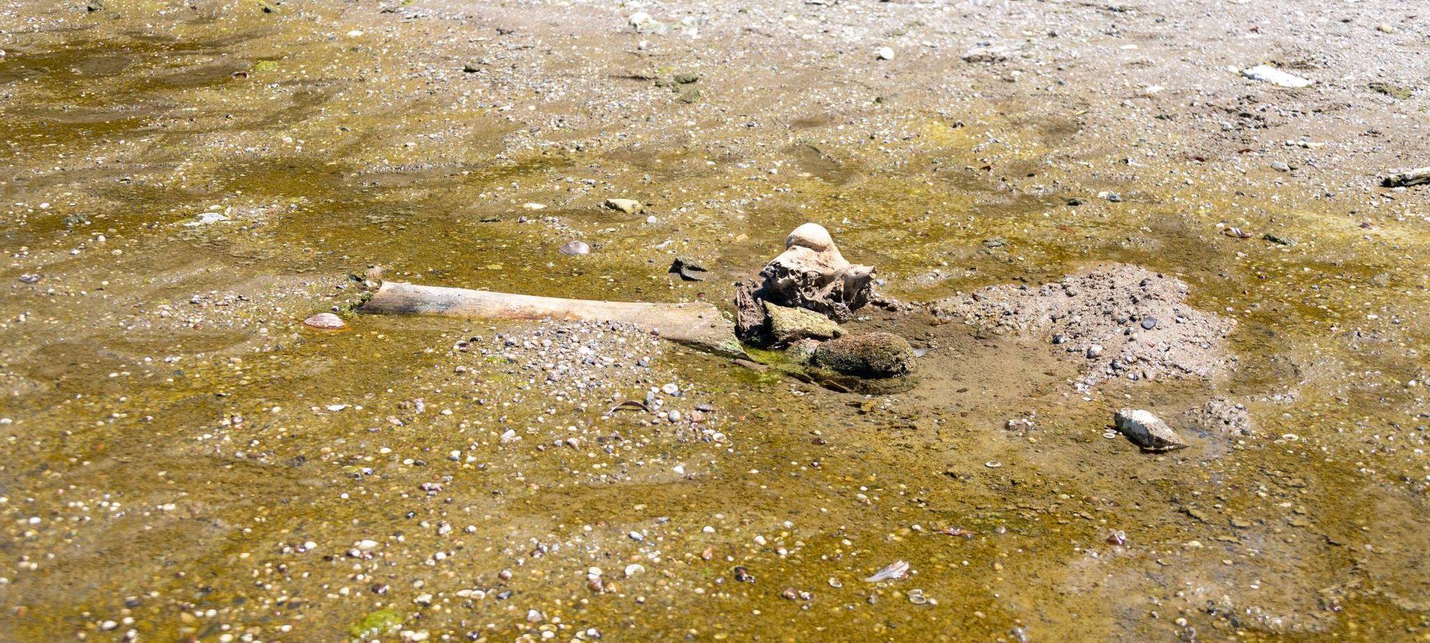 Mammutknochen an der Donau in Bulgarien