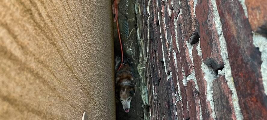 Tierische Rettungsaktion in Schwelm