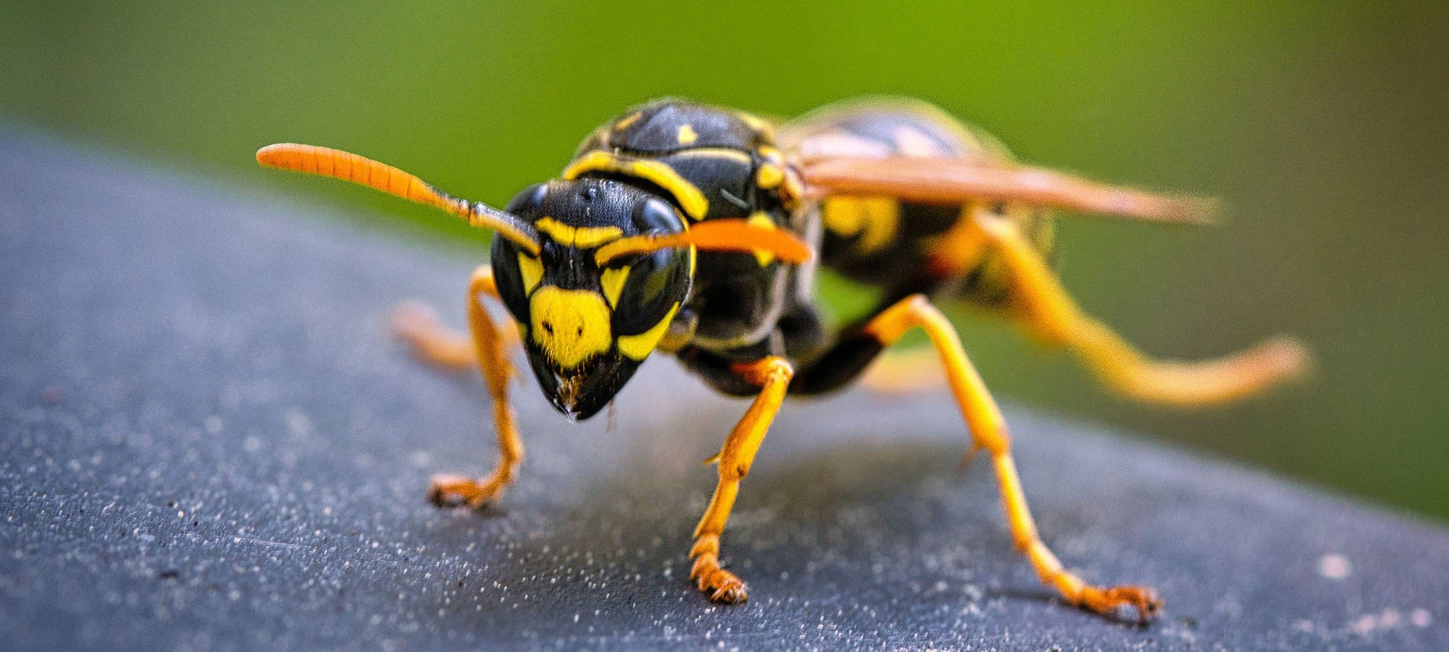 So schützt ihr euch vor Insektenstichen