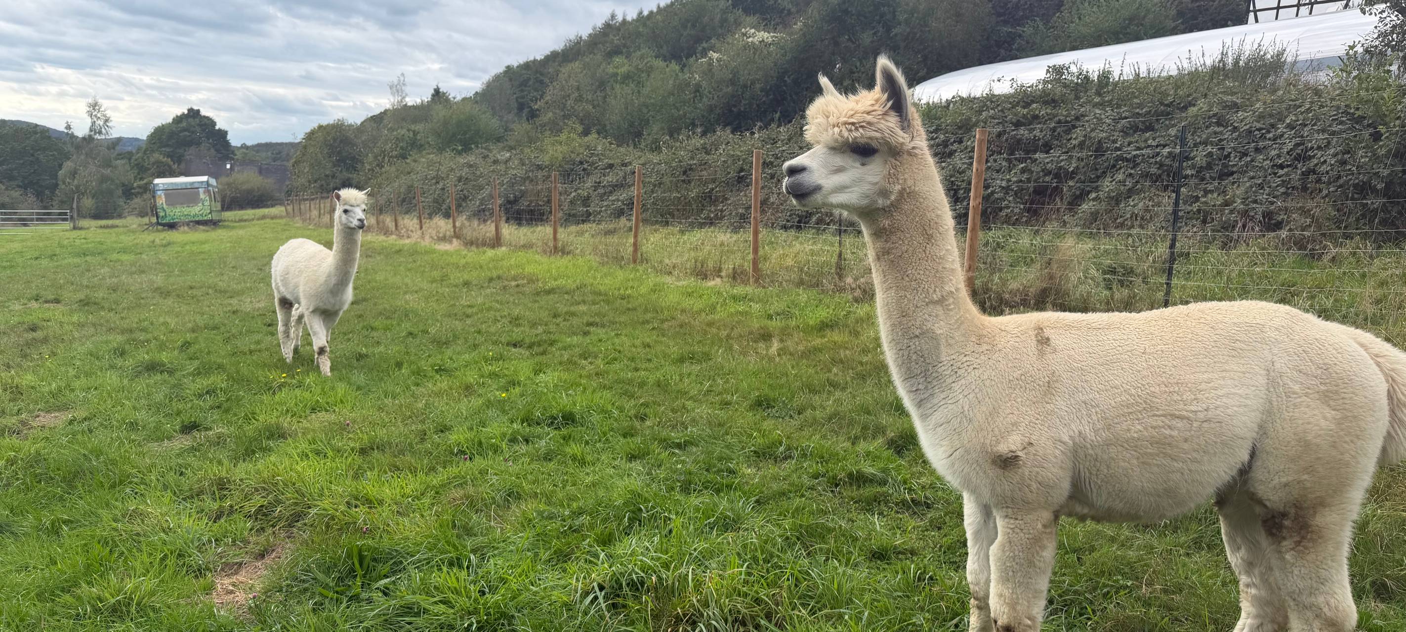 Zu Besuch bei Alpakas in Herdecke
