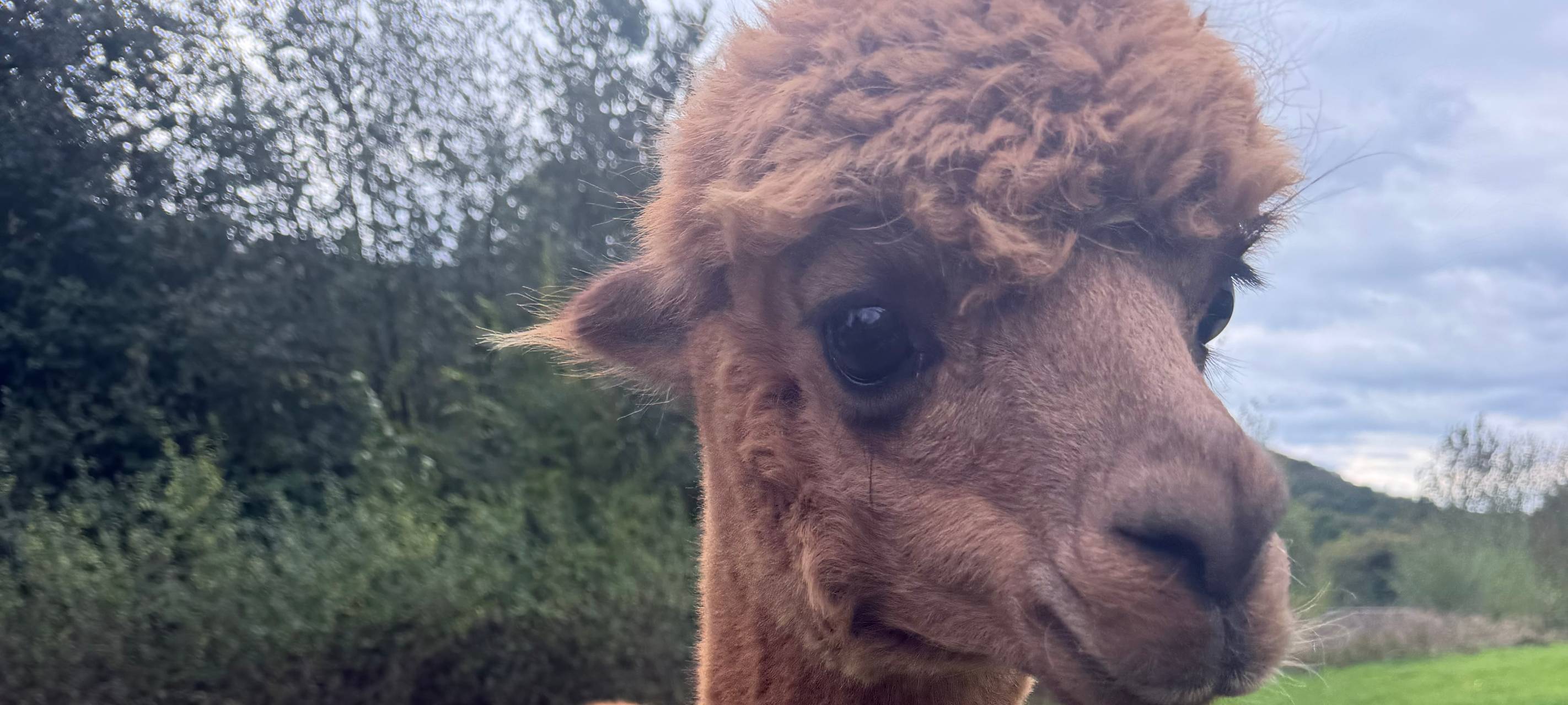Zu Besuch bei Alpakas in Herdecke