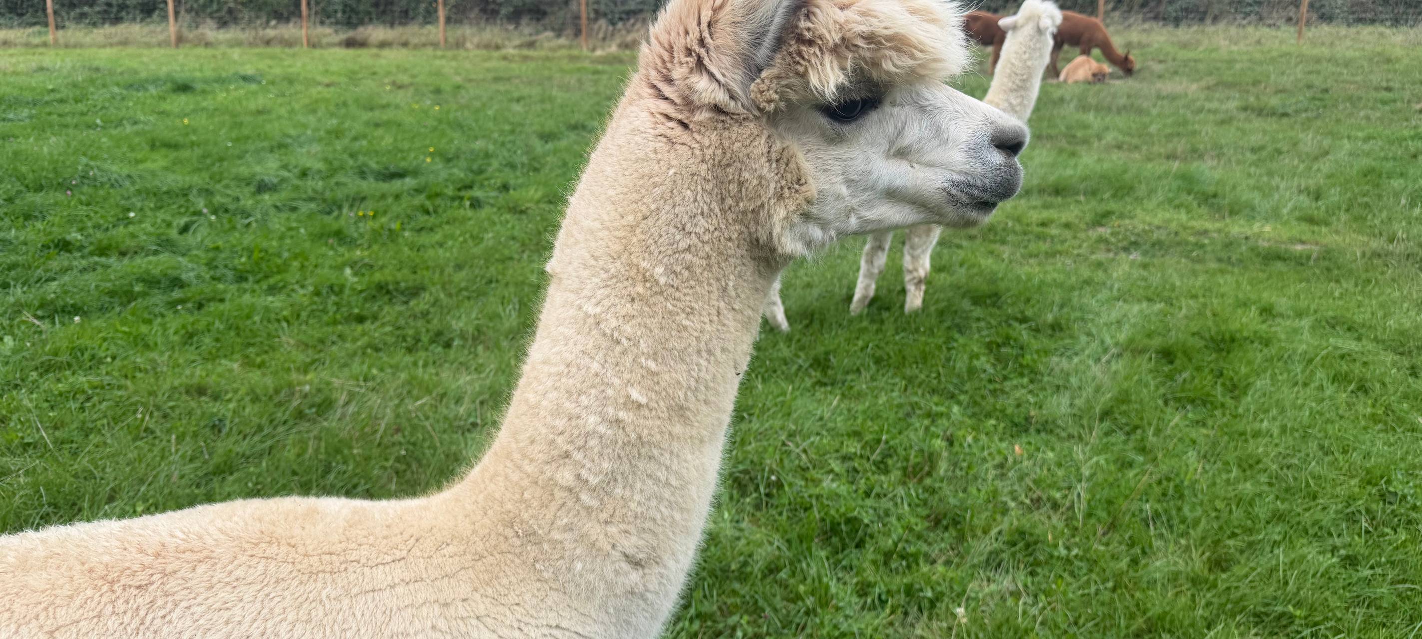 Zu Besuch bei Alpakas in Herdecke
