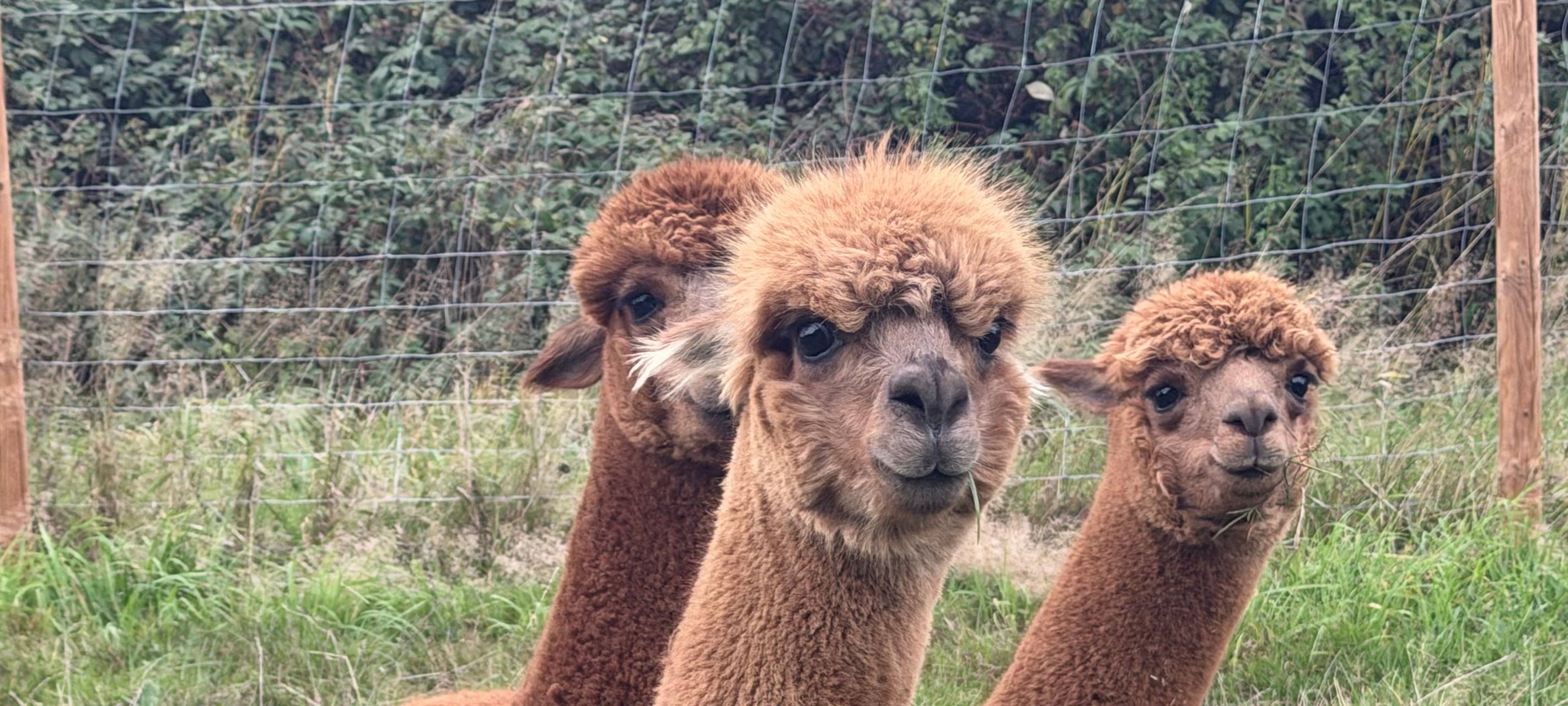 Zu Besuch bei Alpakas in Herdecke
