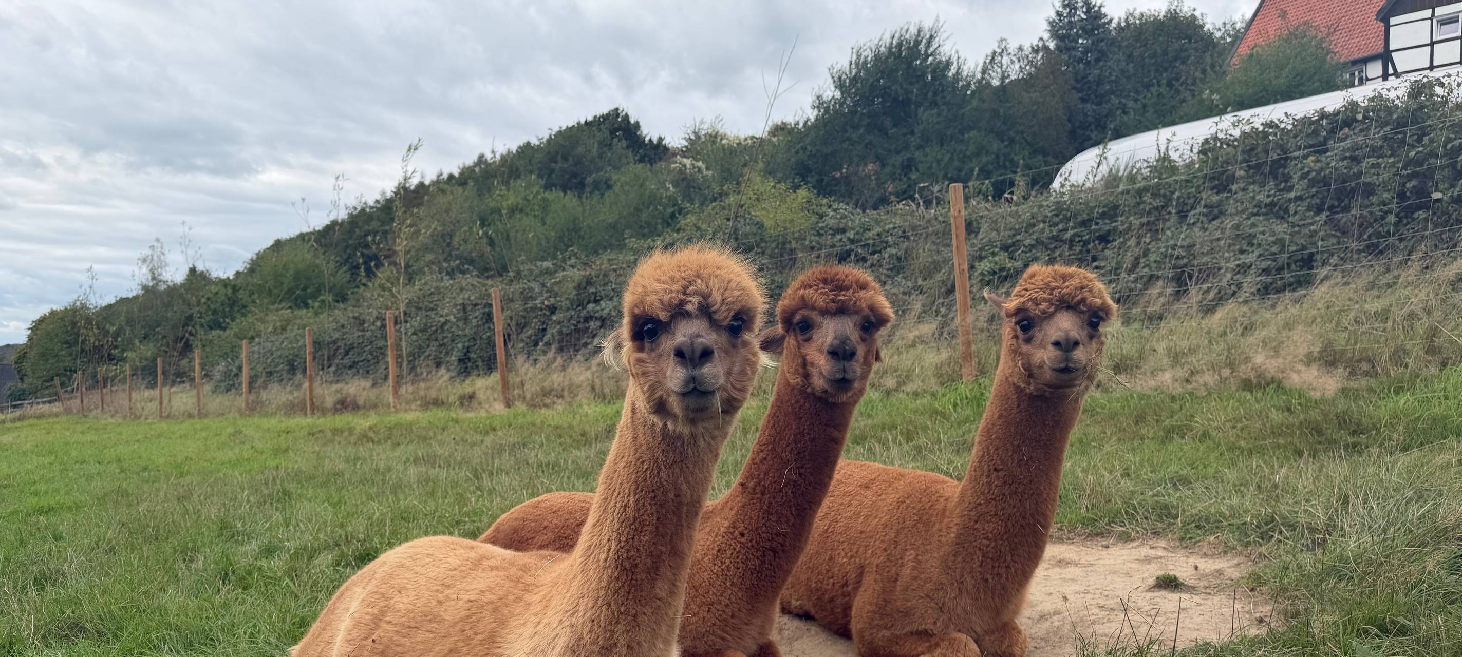 Zu Besuch bei Alpakas in Herdecke