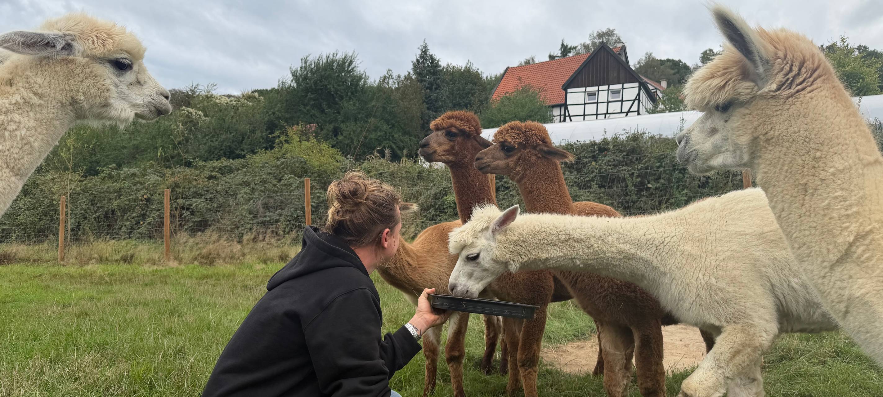 Zu Besuch bei Alpakas in Herdecke