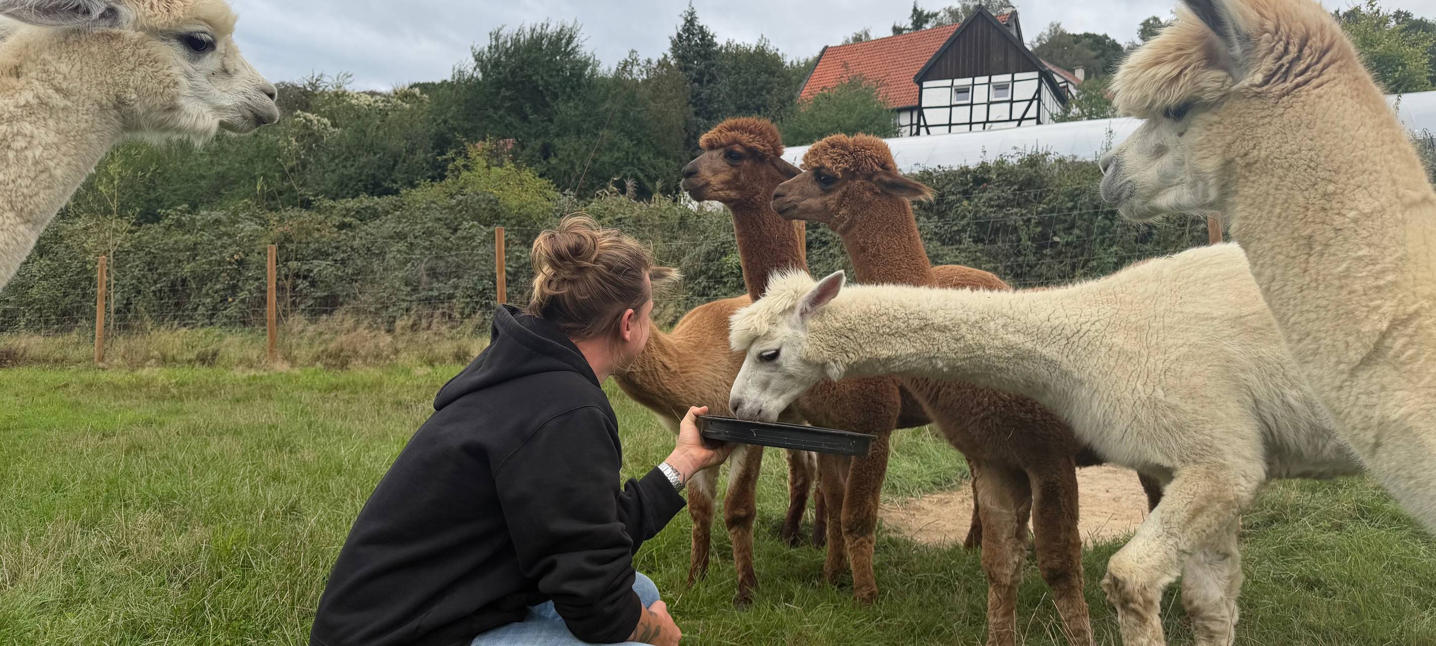 Zu Besuch bei Alpakas in Herdecke