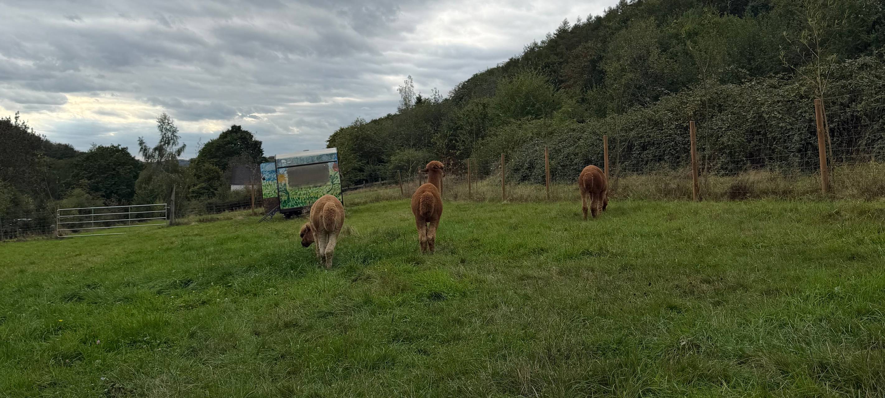 Zu Besuch bei Alpakas in Herdecke