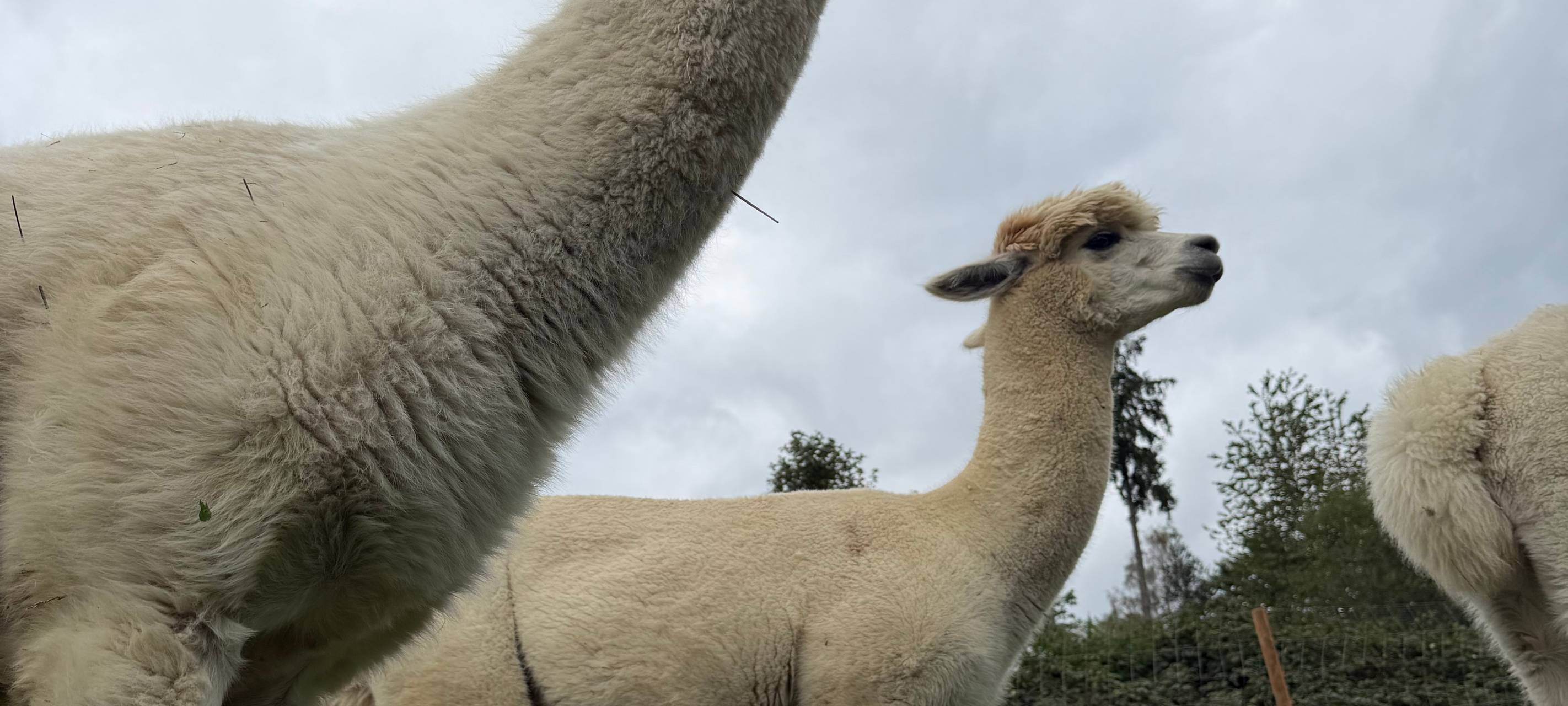 Zu Besuch bei Alpakas in Herdecke