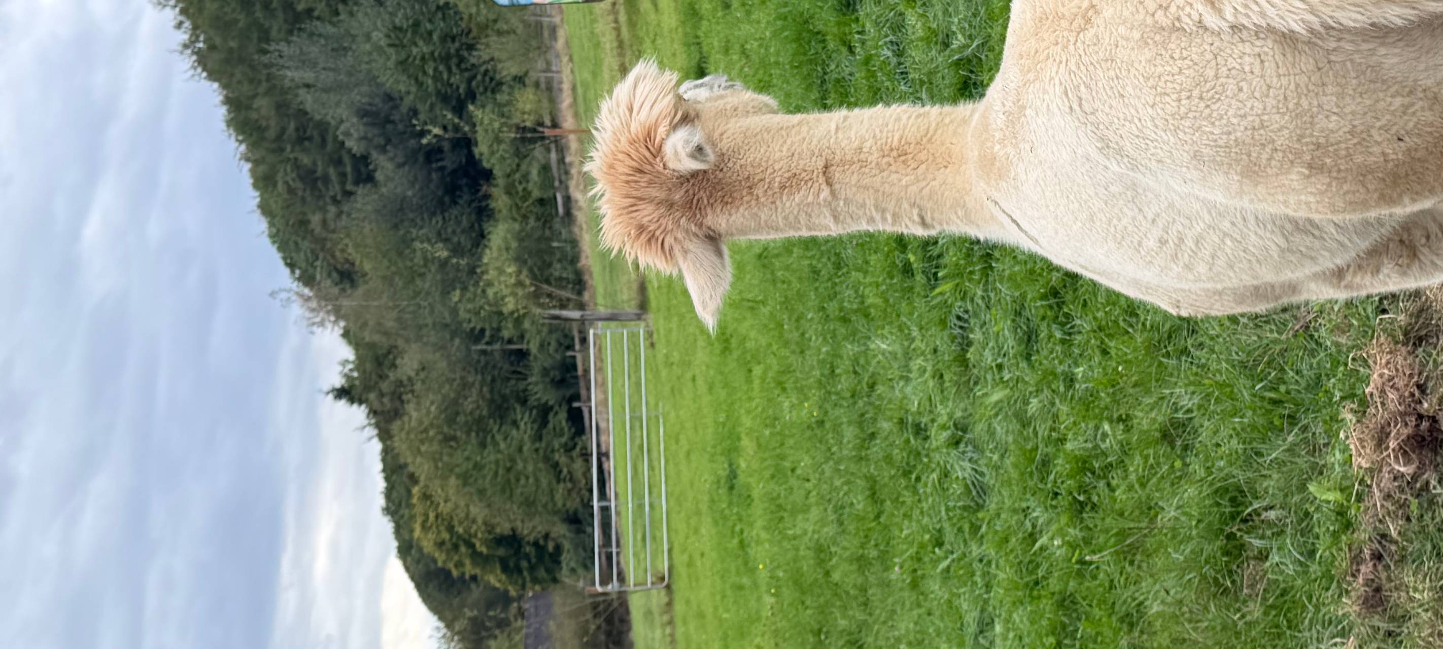 Zu Besuch bei Alpakas in Herdecke