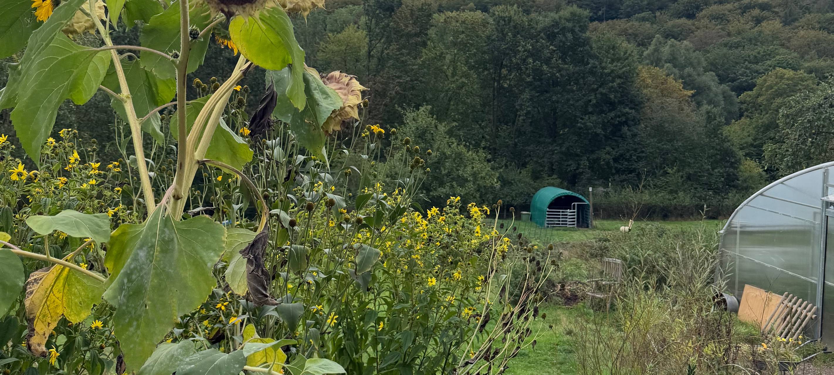 Zu Besuch bei Alpakas in Herdecke