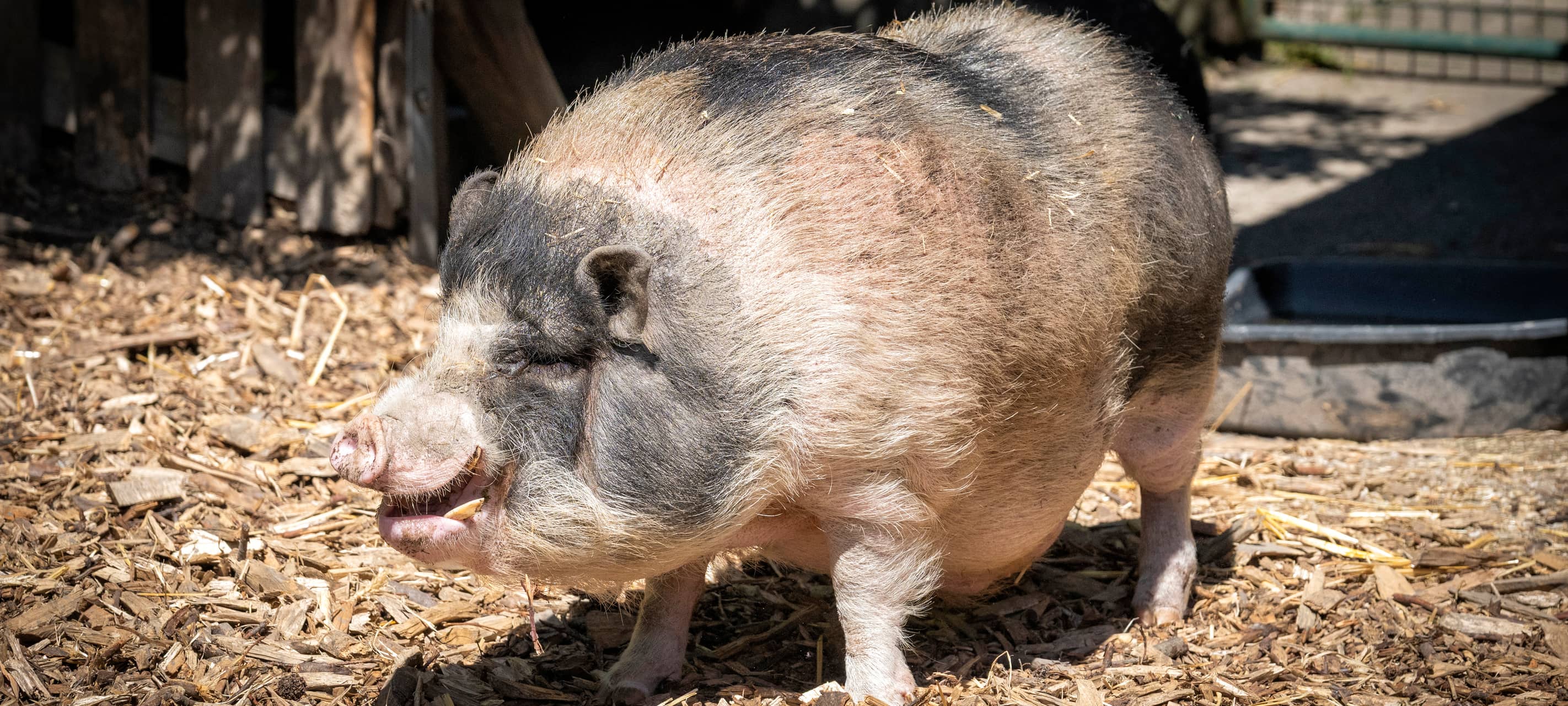 Wittener Streichelzoo hat neues Schweine-Gehege