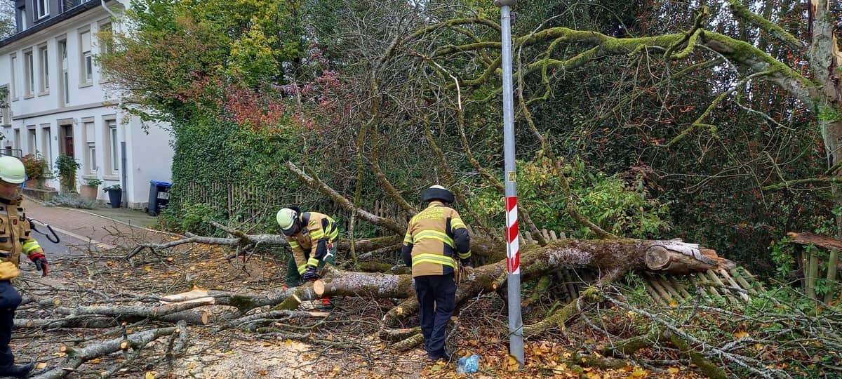 Baum stürzt vor ehemaligem Klopp-Haus um
