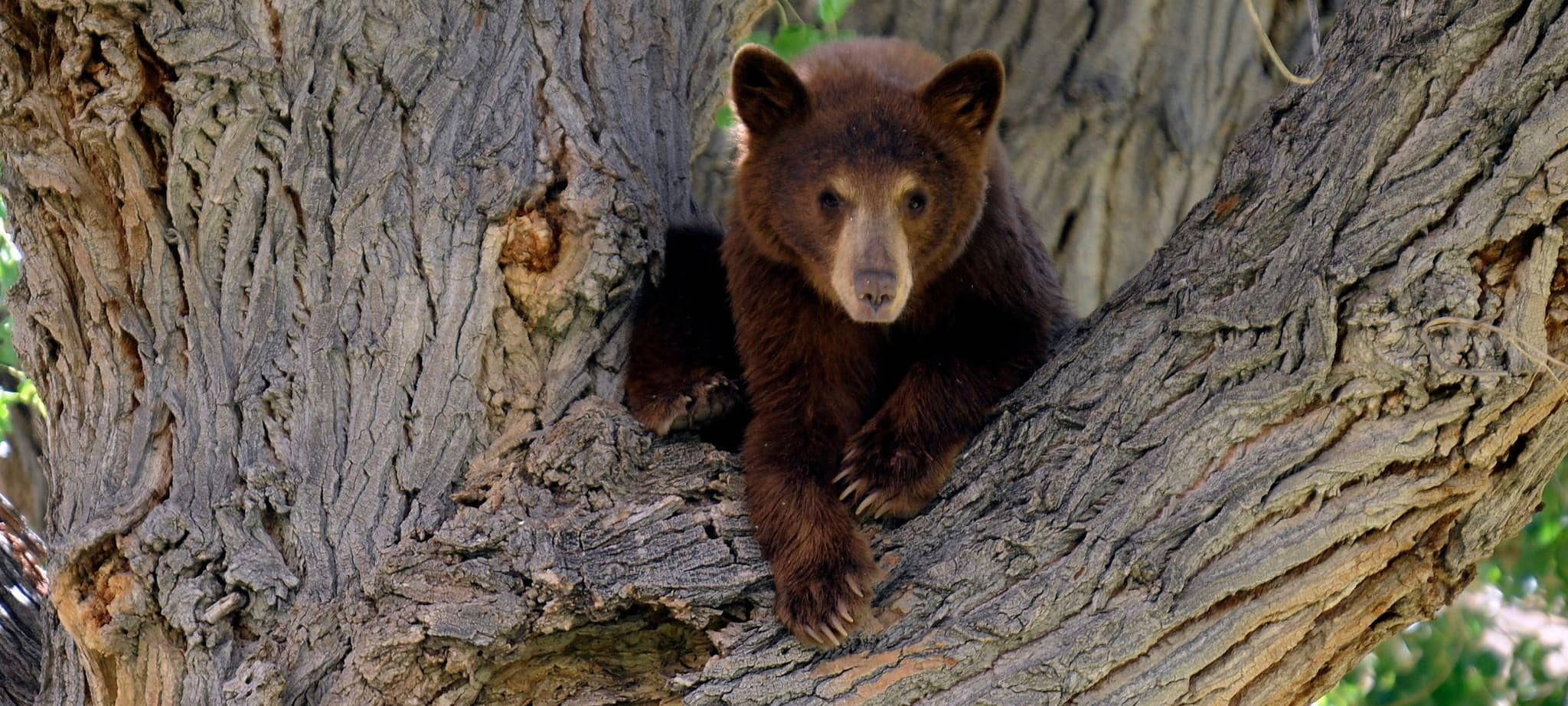 Ein junger Schwarzbär