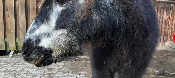 Pony Frieda in Ennepetal wird 56 Jahre alt!