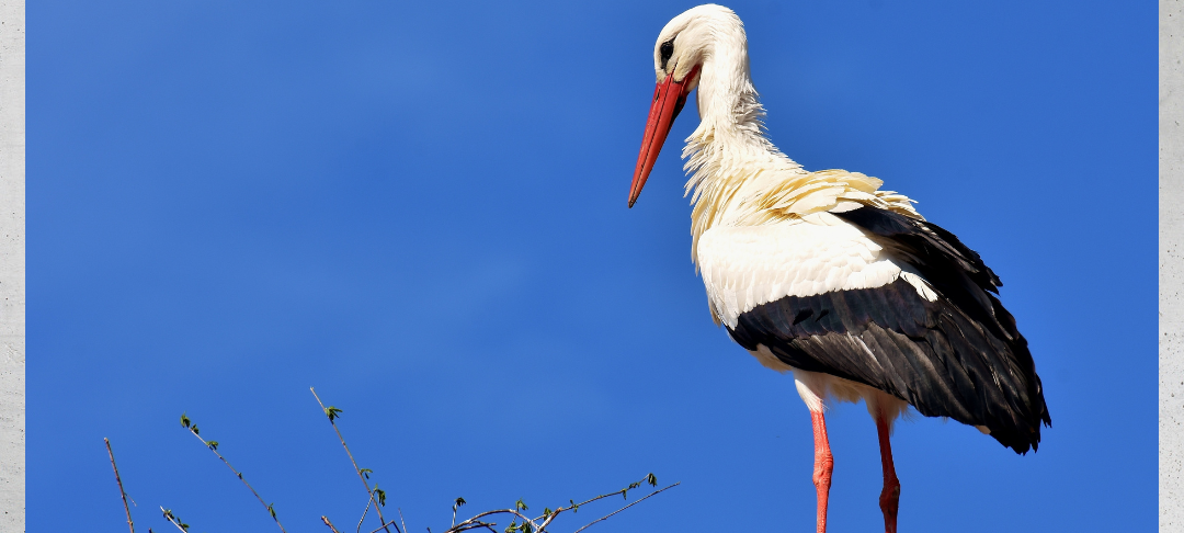 Storche in den Wittener Ruhrauen