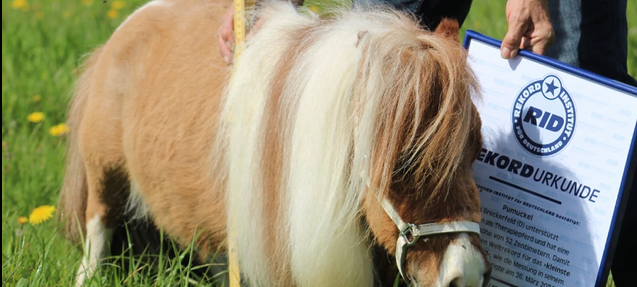Kleinstes Pferd der Welt kommt aus Breckerfeld