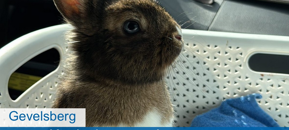 Kaninchen aus überhitztem Auto gerettet